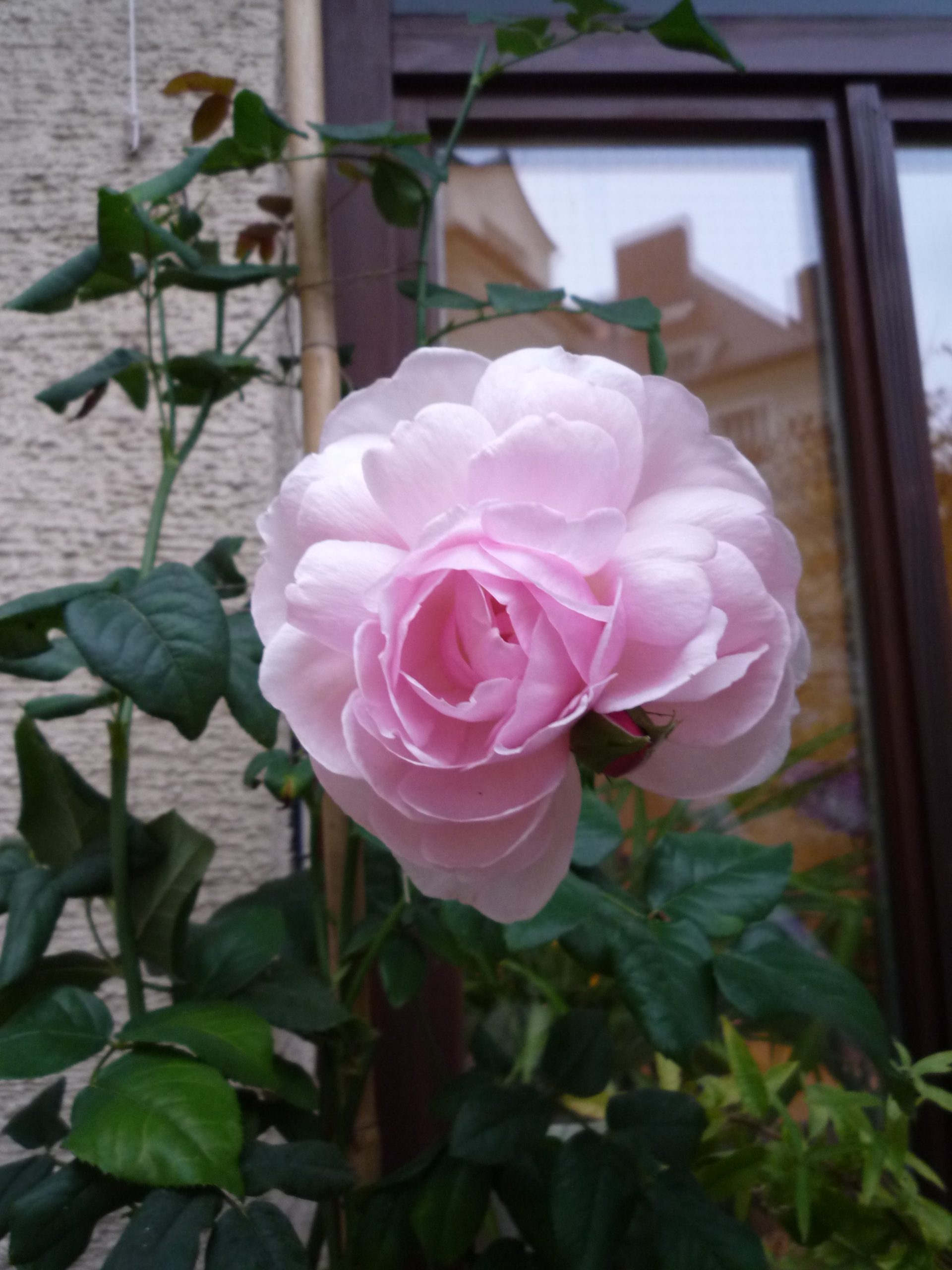 Annette, Rottach-Egern